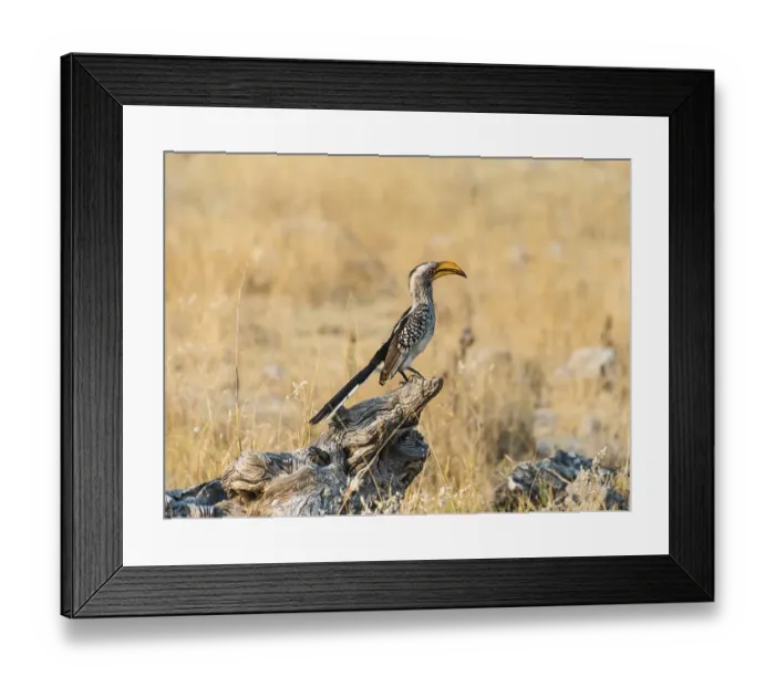 Framed Print : Southern Yellow-billed Hornbill (Tockus leucomelas) perched on an old tree stump
