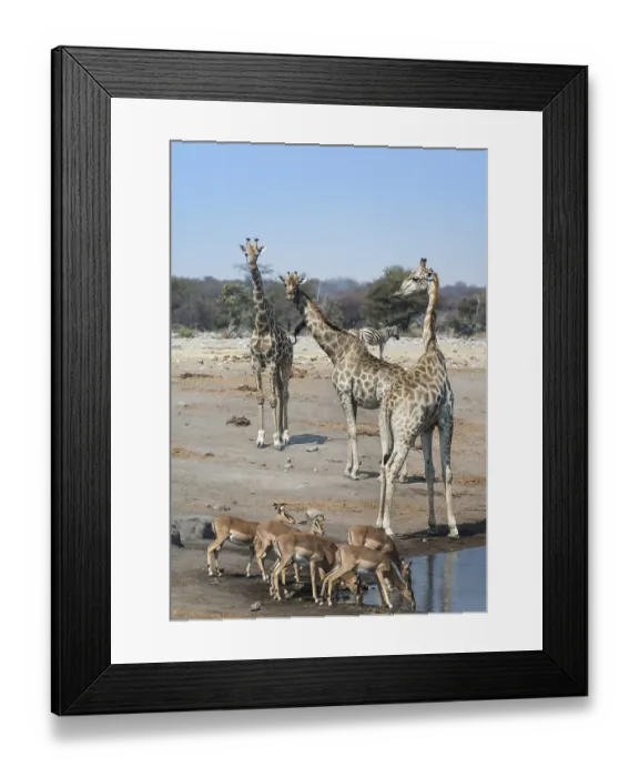 Framed Print : Giraffes (Giraffa camelopardalis) and Aepyceros melampus petersi) at the Chudob waterhole Framed Print : Giraffes (Giraffa camelopardalis) and Aepyceros melampus petersi) at the Chudob waterhole