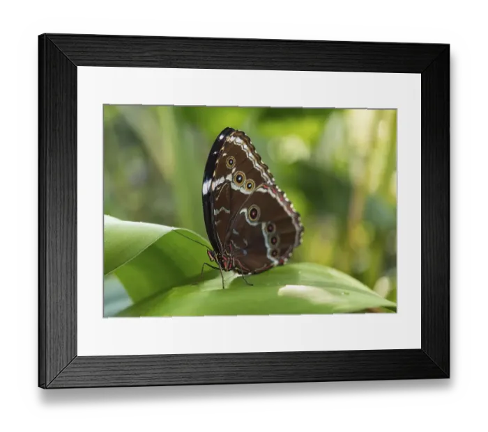 Framed Print : Blue Morpho (Morpho peleides), captive, Munich