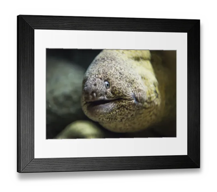 Framed Print : Animal portrait of a Giant Moray (Gymnothorax javanicus)