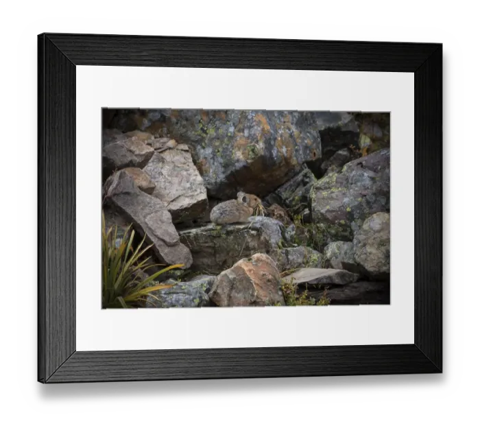 Framed Print : American pika (Ochotona princeps)