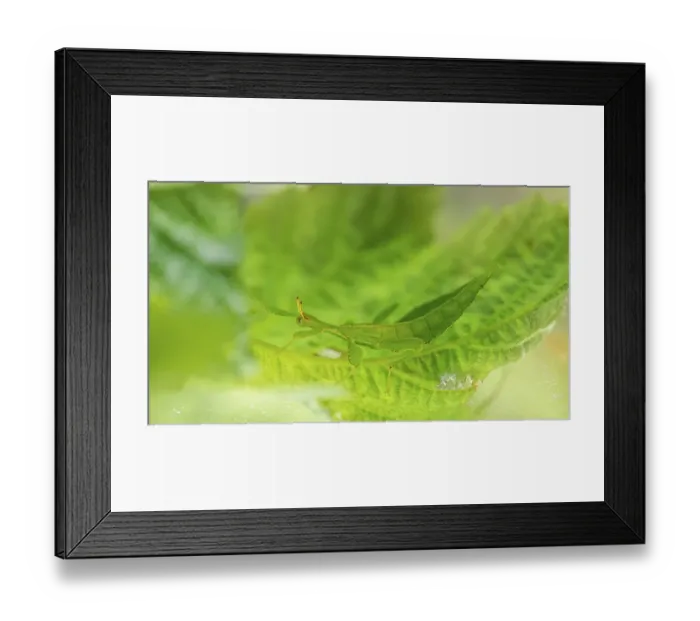 Framed Print : Leaf insect (Phyllium Bioculatum) on a leaf