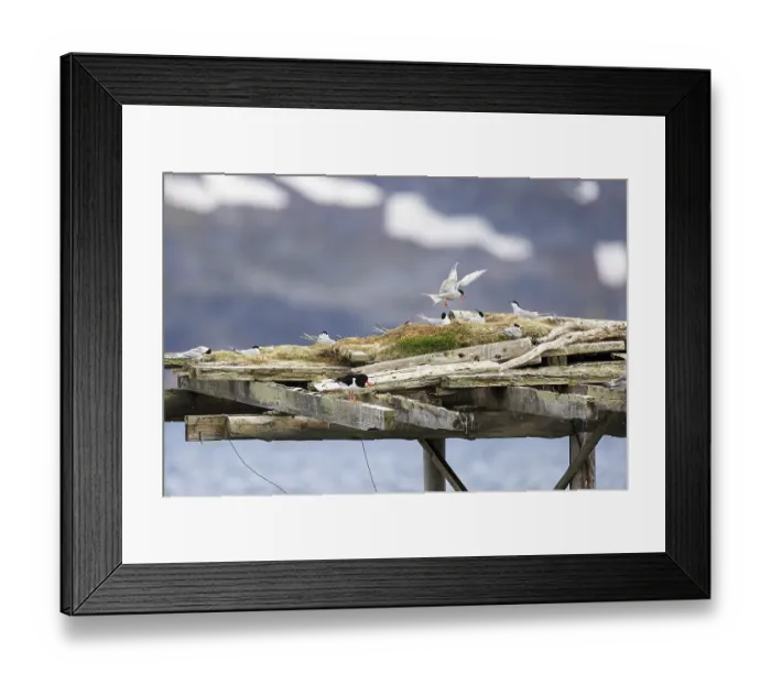 Framed Print : Arctic tern (Sterna paradisaea) landing on a breeding platform
