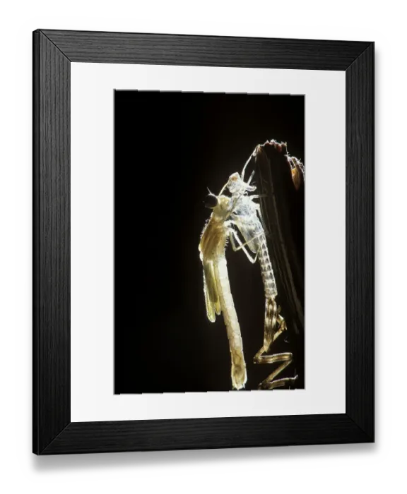 Framed Print : Development of a damslefly (Lestes sp) Framed Print : Development of a damslefly (Lestes sp)