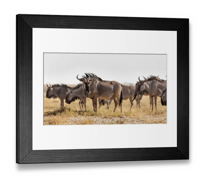 Framed Print : Wildebeests (Connochaetes), Etosha National Park Framed Print : Wildebeests (Connochaetes), Etosha National Park