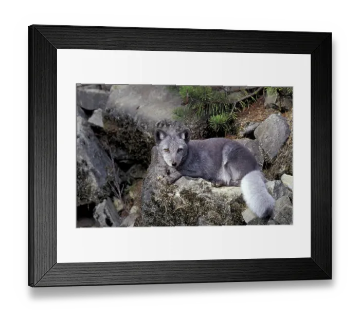 Framed Print : Arctic fox