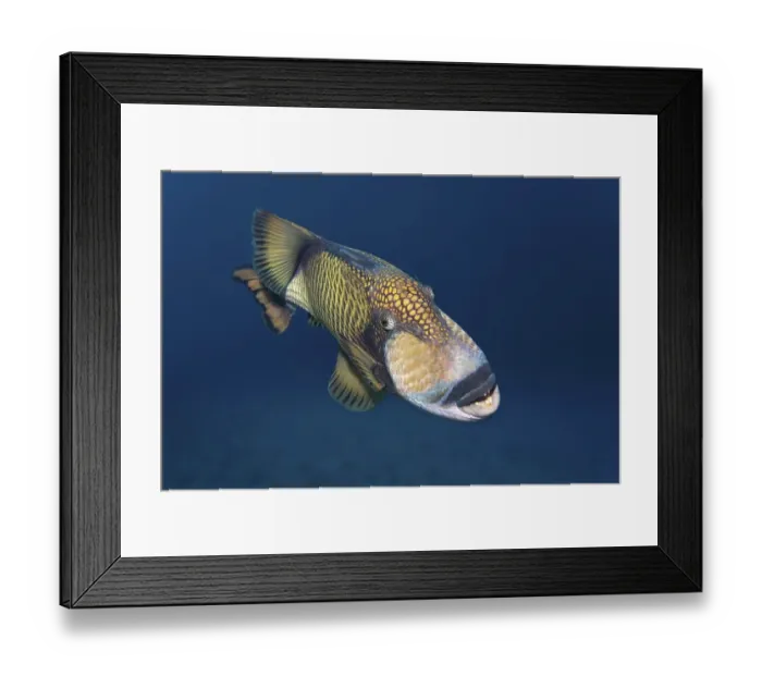 Framed Print : Titan triggerfish (Balistoides viridescens) Framed Print : Titan triggerfish (Balistoides viridescens)
