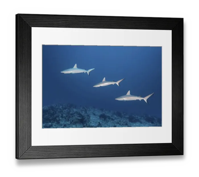 Framed Print : Group, three Grey reef sharks (Carcharhinus amblyrhynchos) swim in formation over coral reef