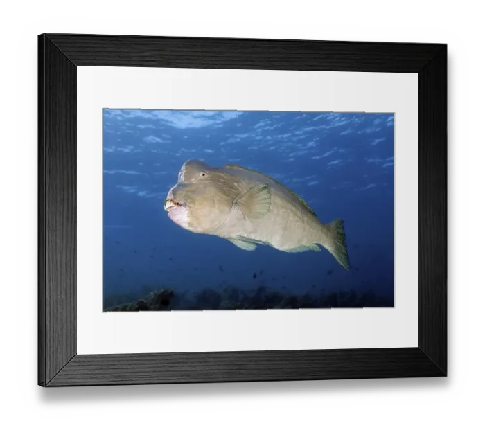 Framed Print : Green humphead parrotfish (Bolbometopon muricatum) swimming in the open sea