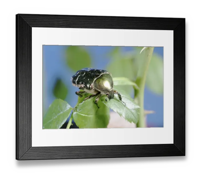 Framed Print : Chafer (Cetonia aurata) on a rose leaf Framed Print : Chafer (Cetonia aurata) on a rose leaf