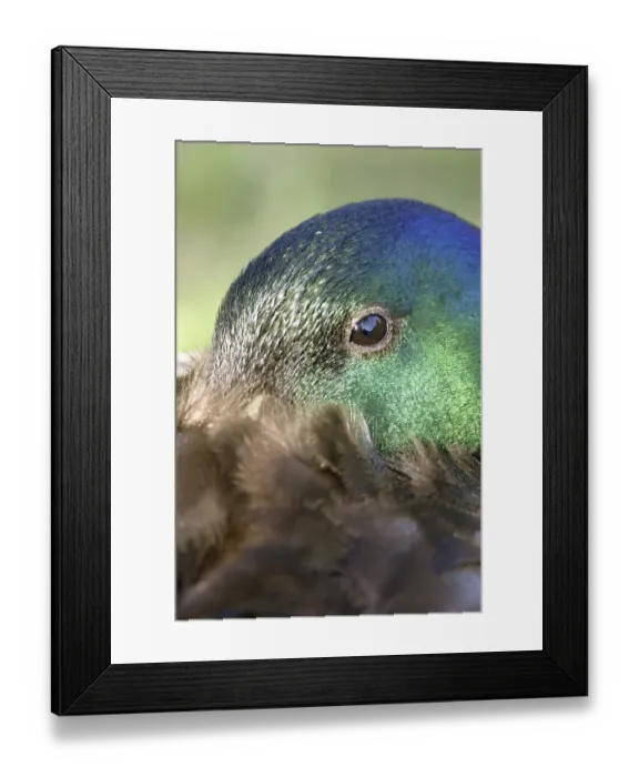 Framed Print : Portrait of a sleeping Mallard (Anas platyrhynchos) Framed Print : Portrait of a sleeping Mallard (Anas platyrhynchos)