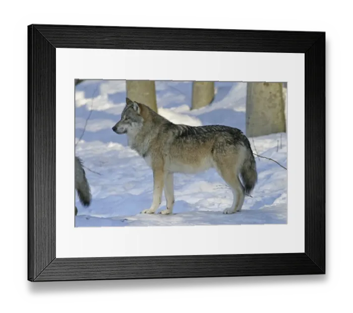 Framed Print : Wolf (Canis lupus) in a game reserve
