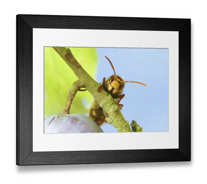 Framed Print : Hornet (Vespa crabro) in a plum tree