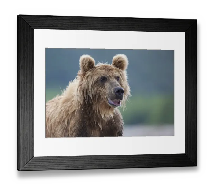 Framed Print : Brown bear (Ursus arctos), portrait