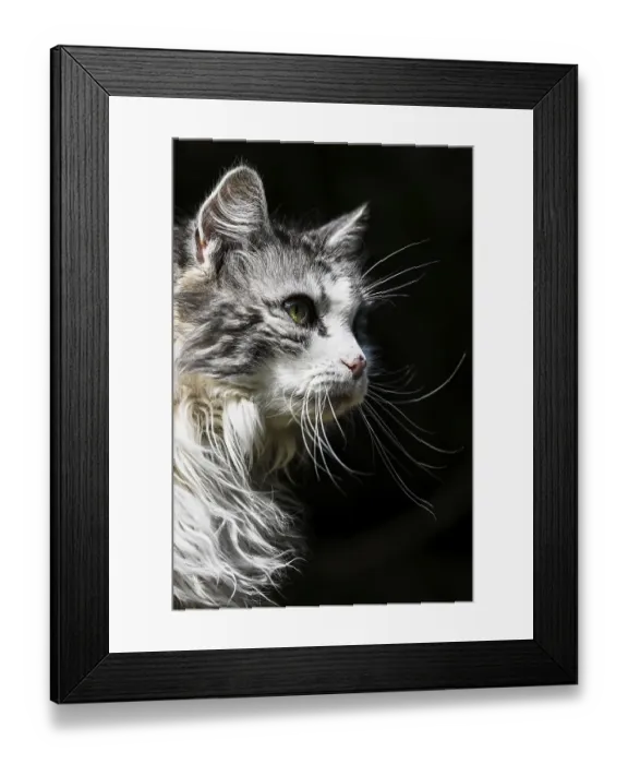 Framed Print : Main Coon domestic cat mixed-breed Framed Print : Main Coon domestic cat mixed-breed