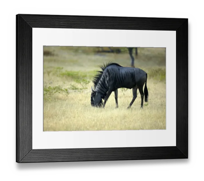 Framed Print : Wildebeest (Connochaetes taurinus)