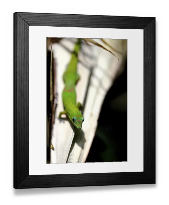 Framed Print : Gold dust day gecko (phelsuma laticauda laticauda) on bush Framed Print : Gold dust day gecko (phelsuma laticauda laticauda) on bush