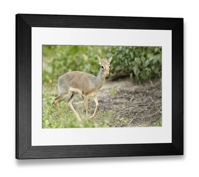 Framed Print : Kirk's Dik-dik (Madoqua Kirki)