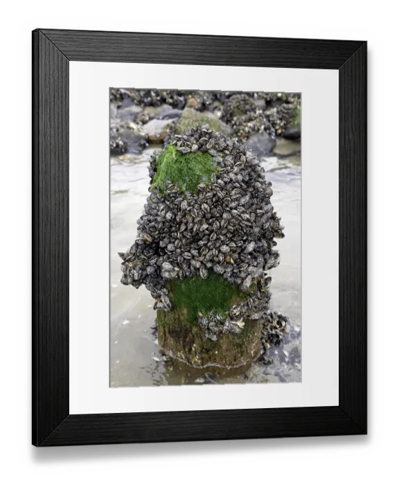Framed Print : Wooden pole covered with Mytilus (Mytilidae) and algae Framed Print : Wooden pole covered with Mytilus (Mytilidae) and algae