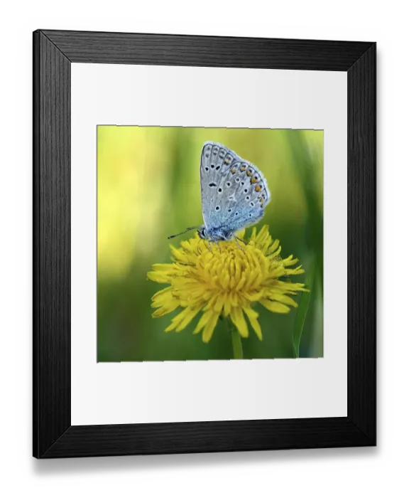 Framed Print : Common blue butterfly (Polyommatus icarus) on blossom of Dandelion (Taraxacum officinale)