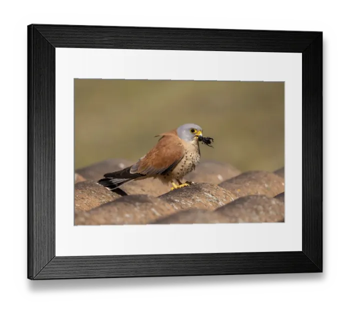 Framed Print : Lesser kestrels (Falco naumanni)