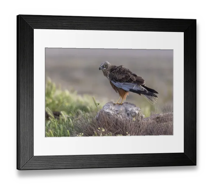 Framed Print : Western marsh-harrier (Circus aeruginosus) Framed Print : Western marsh-harrier (Circus aeruginosus)