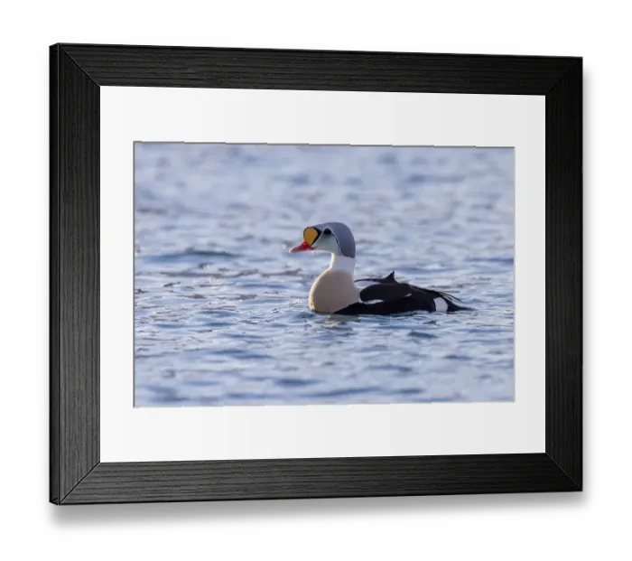 Framed Print : King Eider (Somateria spectabilis) Framed Print : King Eider (Somateria spectabilis)