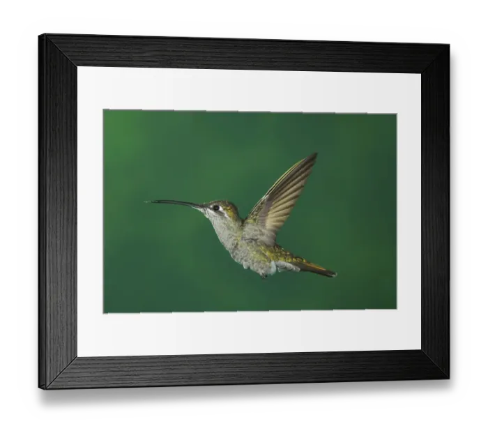 Framed Print : Magnificent Hummingbird (Eugenes fulgens)