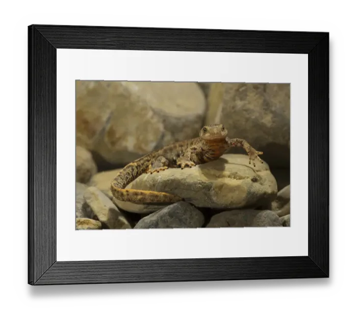 Framed Print : Pyrenean brook salamander (Calotriton asper) at the bottom of a stream