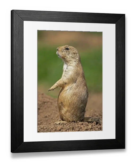 Framed Print : Black-tailed Prairie Dog (Cynomys ludovicianus) stands attentively