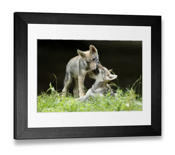 Framed Print : Two European Gray wolf (Canis lupus)playing puppies