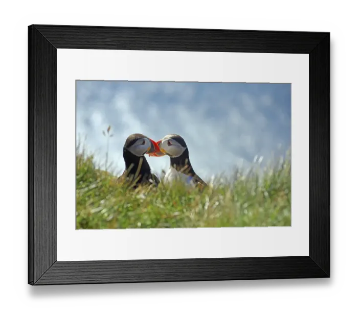 Framed Print : Two puffins sitting beak to beak