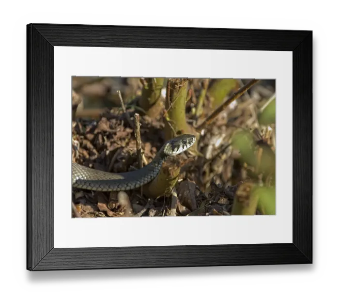 Framed Print : Grass snake (Natrix natrix) Framed Print : Grass snake (Natrix natrix)