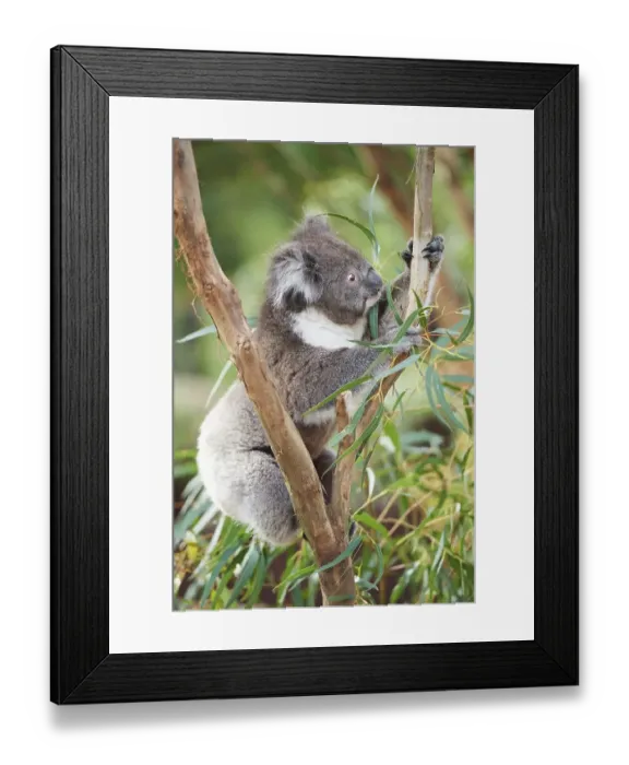 Framed Print : Koala (Phascolarctos cinereus) climbing in a bamboo tree