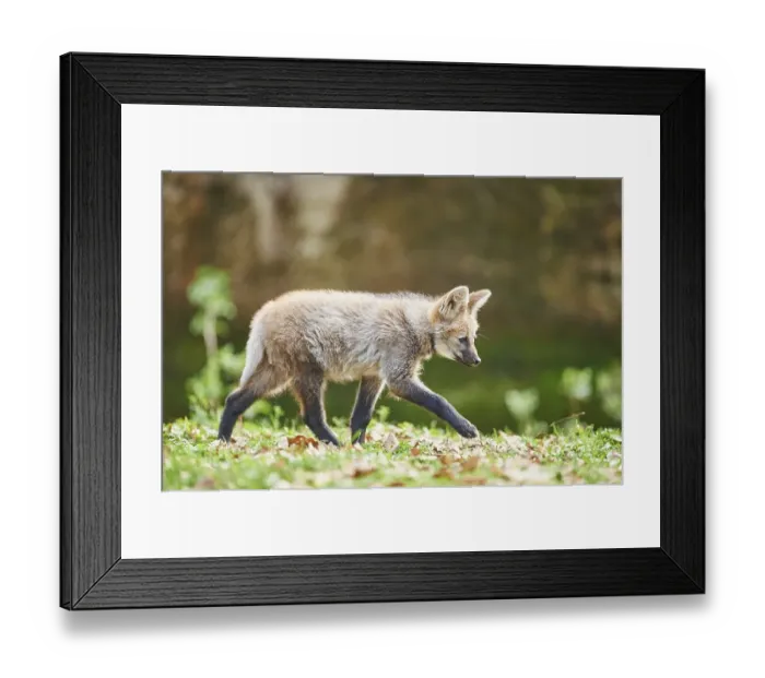 Framed Print : Maned wolf (Chrysocyon brachyurus) Framed Print : Maned wolf (Chrysocyon brachyurus)