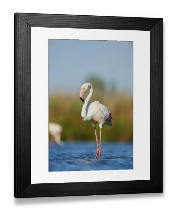 Framed Print : Greater Flamingos (Phoenicopterus roseus) wildlife