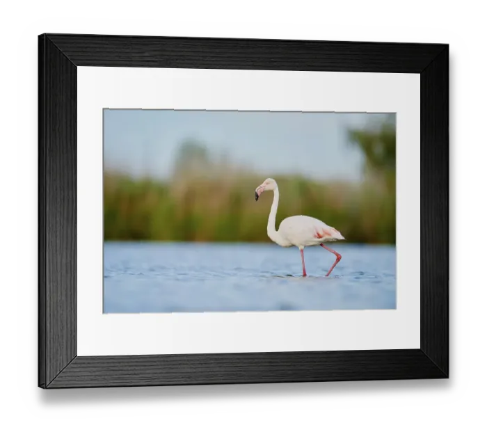 Framed Print : Greater Flamingos (Phoenicopterus roseus) Framed Print : Greater Flamingos (Phoenicopterus roseus)