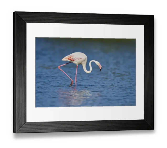 Framed Print : Greater Flamingo (Phoenicopterus roseus) Framed Print : Greater Flamingo (Phoenicopterus roseus)