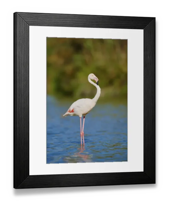 Framed Print : Greater Flamingos (Phoenicopterus roseus) Framed Print : Greater Flamingos (Phoenicopterus roseus)