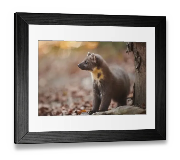 Framed Print : European pine marten (Martes martes) standing on the ground