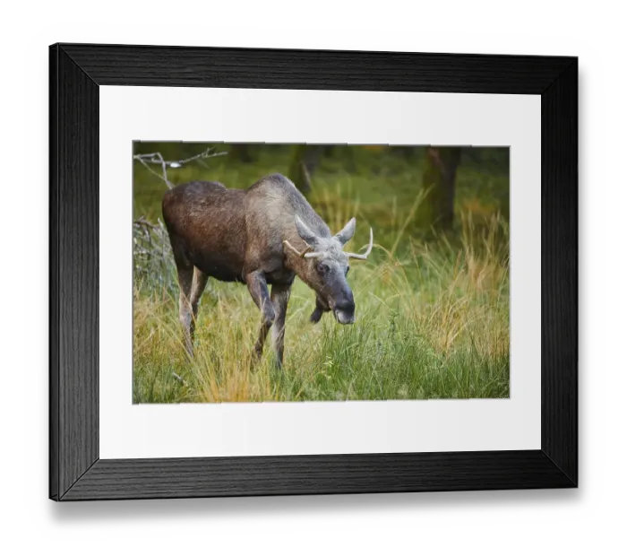 Framed Print : Elk (Alces alces) standing on a meadow