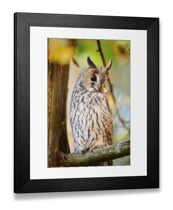Framed Print : Long-eared owl (Asio otus) sitting in a tree Framed Print : Long-eared owl (Asio otus) sitting in a tree