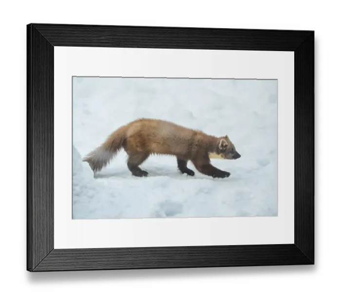 Framed Print : European pine marten (Martes martes) in the snow in winter