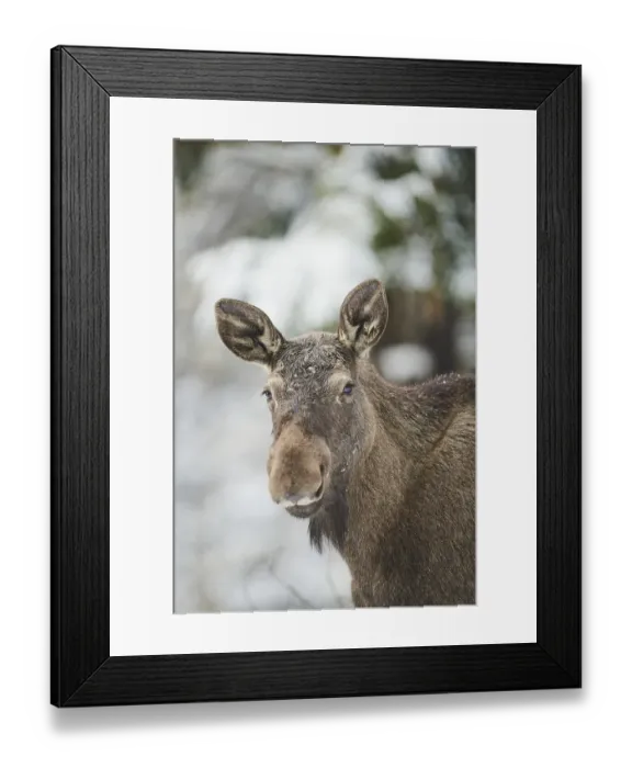 Framed Print : European elk (Alces alces) in portrait in winter Framed Print : European elk (Alces alces) in portrait in winter
