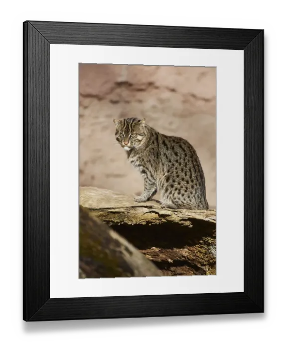 Framed Print : Fishing cat (Prionailurus viverrinus) sitting on an old tree trunck