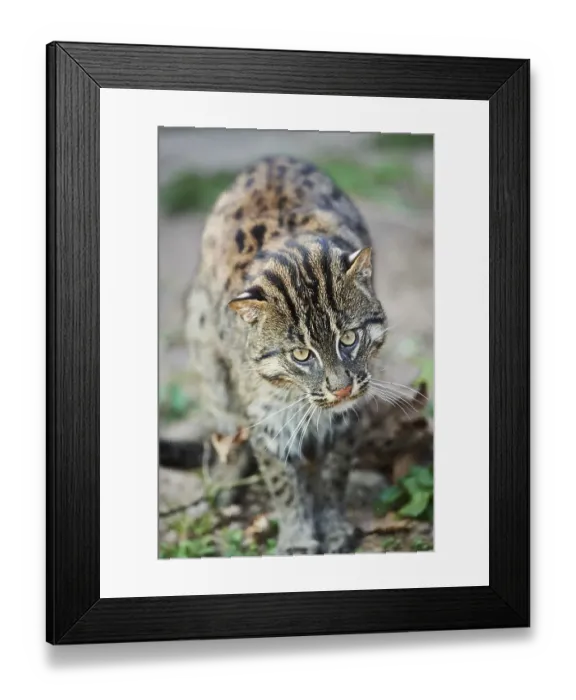 Framed Print : Fishing cat (Prionailurus viverrinus)