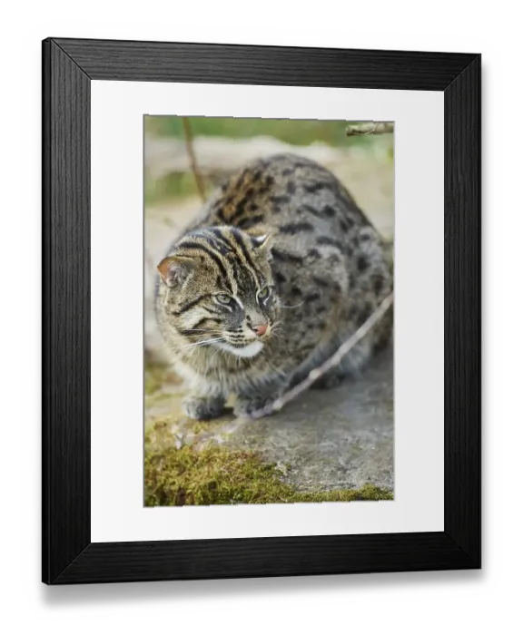 Framed Print : Fishing cat (Prionailurus viverrinus)