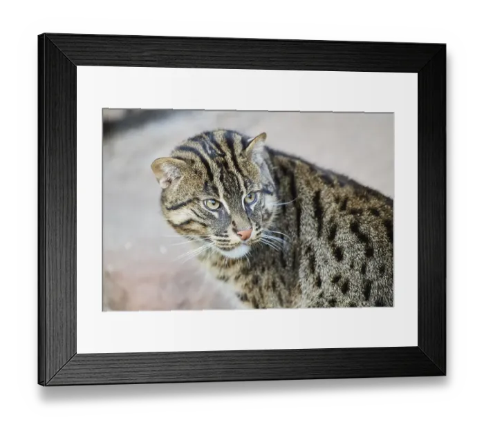 Framed Print : Fishing cat (Prionailurus viverrinus) Framed Print : Fishing cat (Prionailurus viverrinus)