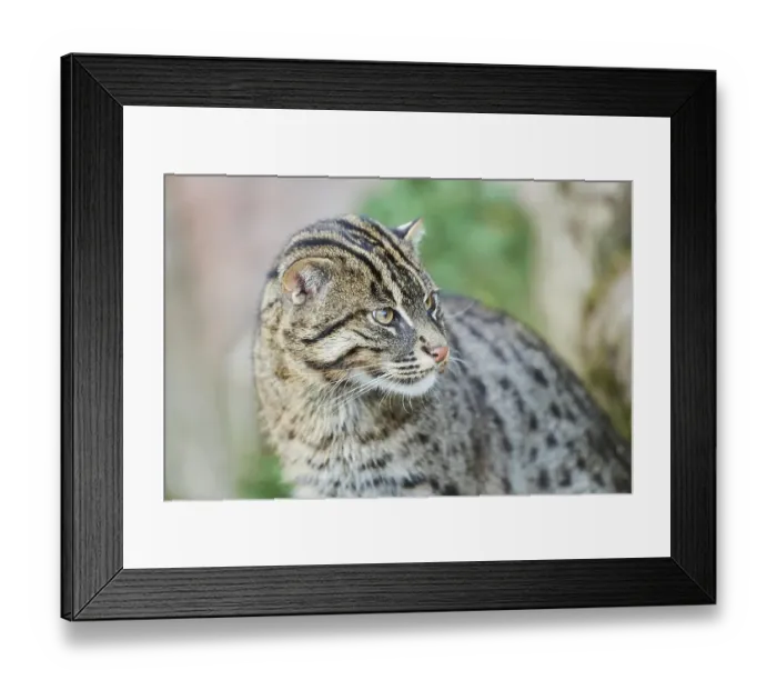 Framed Print : Fishing cat (Prionailurus viverrinus) Framed Print : Fishing cat (Prionailurus viverrinus)