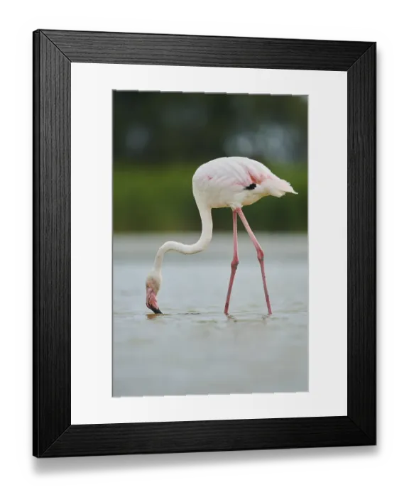 Framed Print : Greater Flamingo (Phoenicopterus roseus) Framed Print : Greater Flamingo (Phoenicopterus roseus)